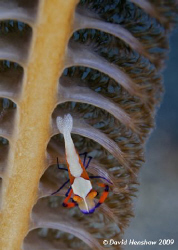 Portrait study of Imperial Commensal Shrimp on Sea Pen. T... by David Henshaw 